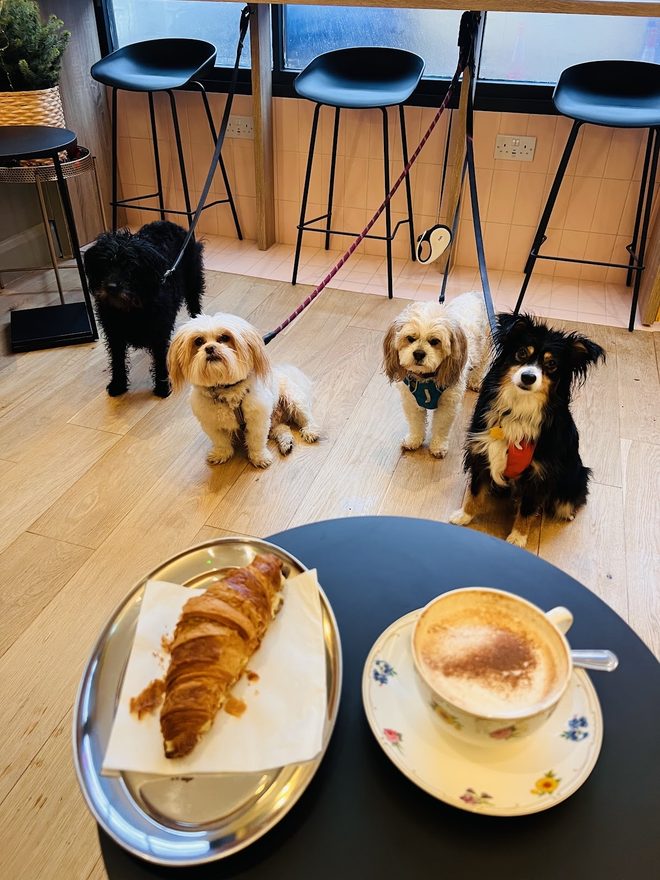 Four small dogs on leads sitting on the cafe floor behind a croissant and a cappuccino